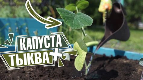 Секреты посадки и выращивания тыквы