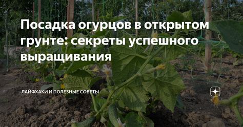 Секреты успешного обметывания