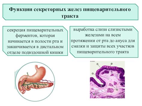 Секреция пищеварительных ферментов