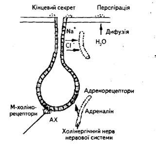 Секреция пота: процесс и состав