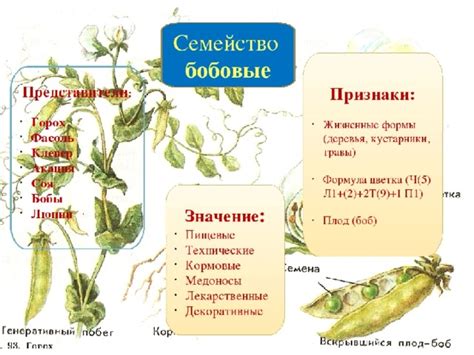 Семейство бобовые: главные их представители