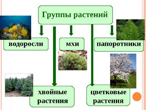 Семейство ивовых: в какие группы растений оно входит