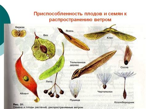 Семена: частичное адаптивное распространение