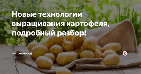 Семиотика снов: разбор символики приобретения картофеля в контексте сновидений