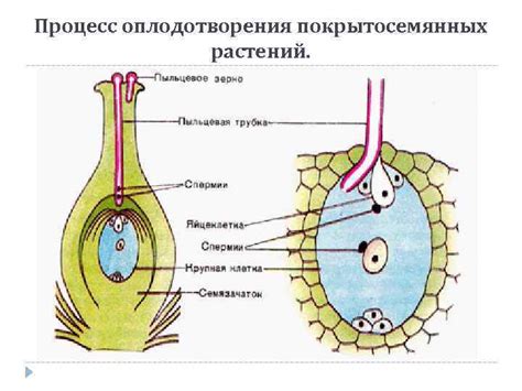 Семя: главный результат процесса оплодотворения