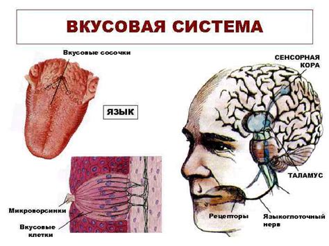 Сенсорные рецепторы и их роль