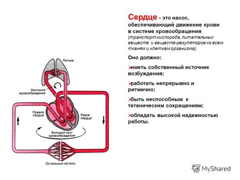 Сердце: насос крови с внутренними полостями