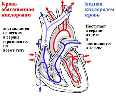 Сердце: роль и возрастные изменения