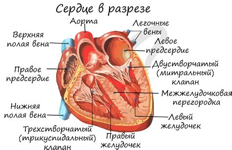 Сердце и сосуды в кровообращении