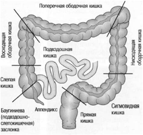 Сигмовидная кишка - структура и функции