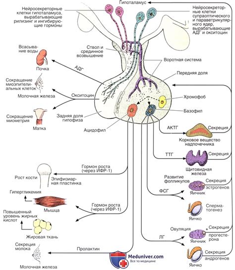 Сигналы ткани гипофиза: почему они важны и что они означают