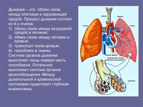 Сигнал о проблемах в дыхательной системе