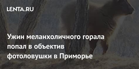 Символизм меланхоличного птичьего образа в качестве предвестника и предупреждения