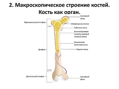 Символика костного строения в мире сновидений