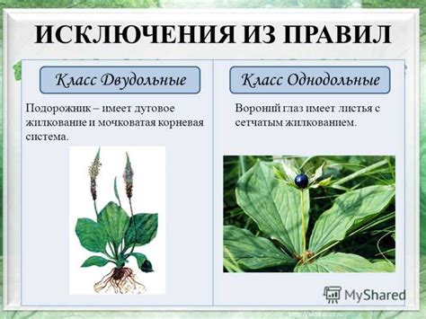 Символика названия "Подорожник"