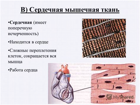 Символика переплетения клеток