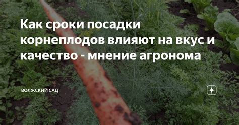 Символика посадки корнеплодов в почву в сновидениях