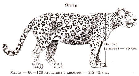 Символика ягуара в мифологии