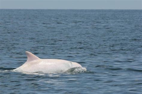 Символическое значение дельфина в зыбучих глубинах Чёрного моря