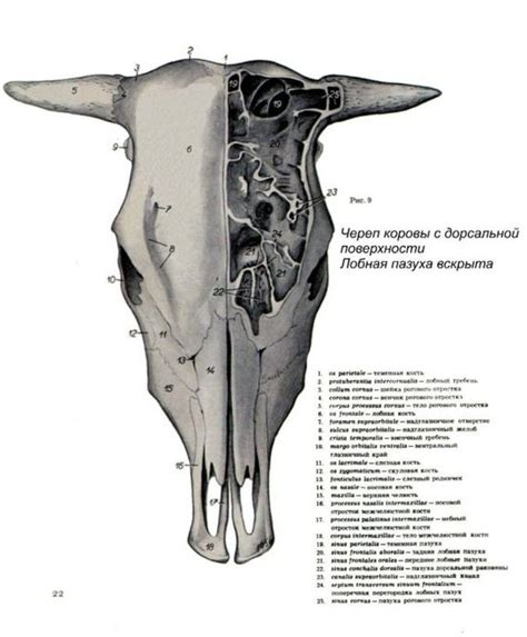 Символическое значение рогов коровы в сновидении