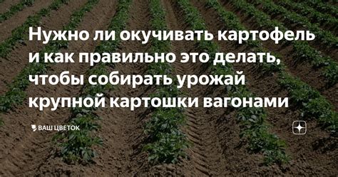 Символическое значение сна о сборе крупной картошки