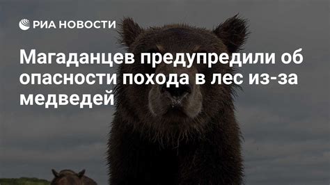 Символ скрытой угрозы: почему сновидения о прозябающих в опасности медведей могут быть предупреждением