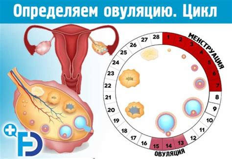 Симптомы безопасных дней