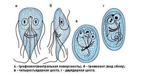 Симптомы единичных проявлений цист лямблий