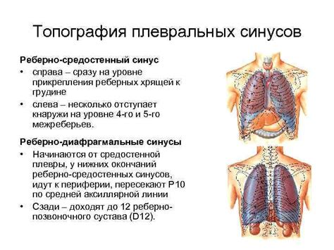 Симптомы завуалирования плевральных синусов