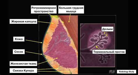 Симптомы и диагностика тумора молочной железы