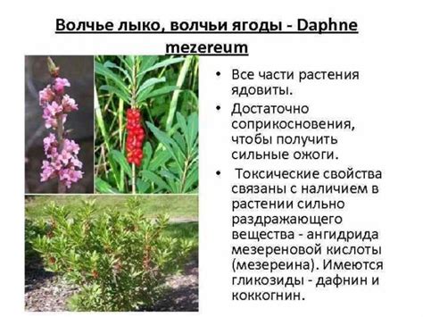 Симптомы и последствия от употребления волчьей ягоды кустарника