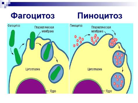 Симптомы и признаки незавершенного фагоцитоза