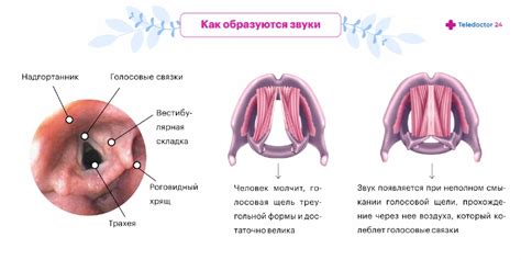 Симптомы и причины потери голоса