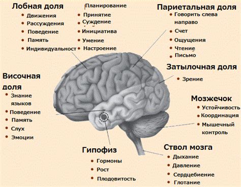 Симптомы и проявления умеренных диффузных изменений корковой ритмики головного мозга