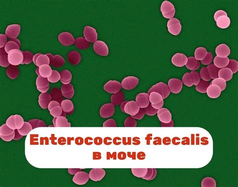 Симптомы наличия флоры enterococcus faecalis