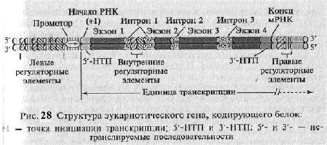 Симптомы нарушенной функции гена