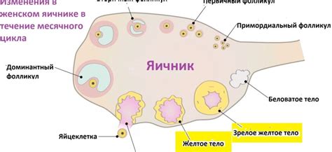 Симптомы недостаточности желтого тела