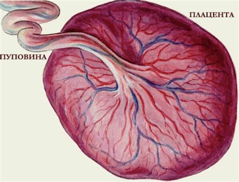 Симптомы низкого прикрепления плаценты на 20 неделе беременности