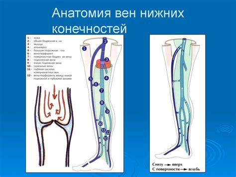 Симптомы опухшей вены