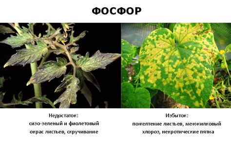 Симптомы повреждения растений солью и как их устранить?