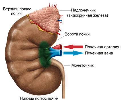 Симптомы повышенной подвижности правой почки