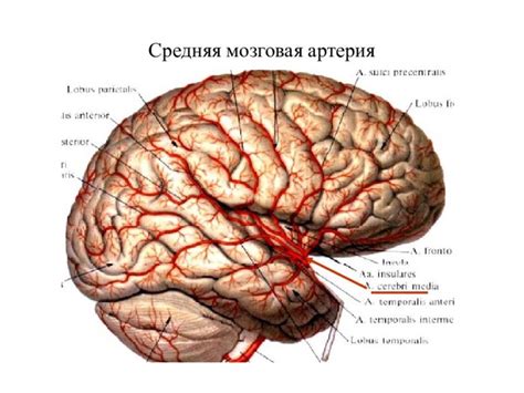 Симптомы повышенной позиции правой маточной артерии