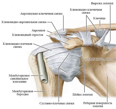 Симптомы подвывиха плечевого сустава