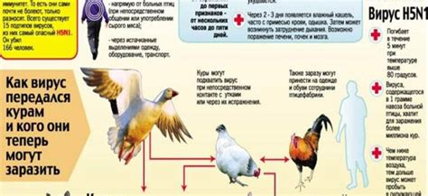 Симптомы птичьего гриппа у человека