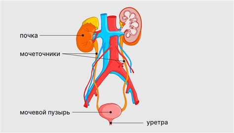 Симптомы расширения мочеточника до 5 мм у взрослого