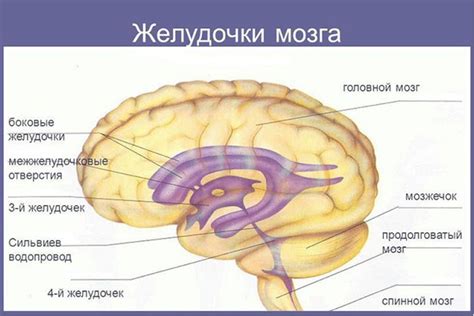 Симптомы расширенных желудочков головного мозга