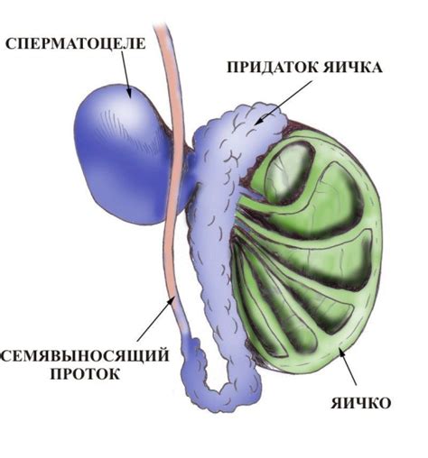 Симптомы септума у мужчин