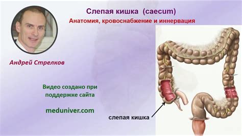 Симптомы слепо замкнутого кишечника