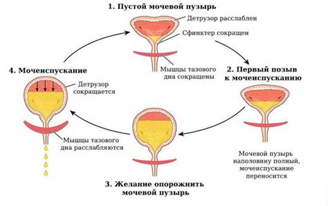 Симптомы сливания мочи