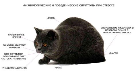 Симптомы струвитов у кота